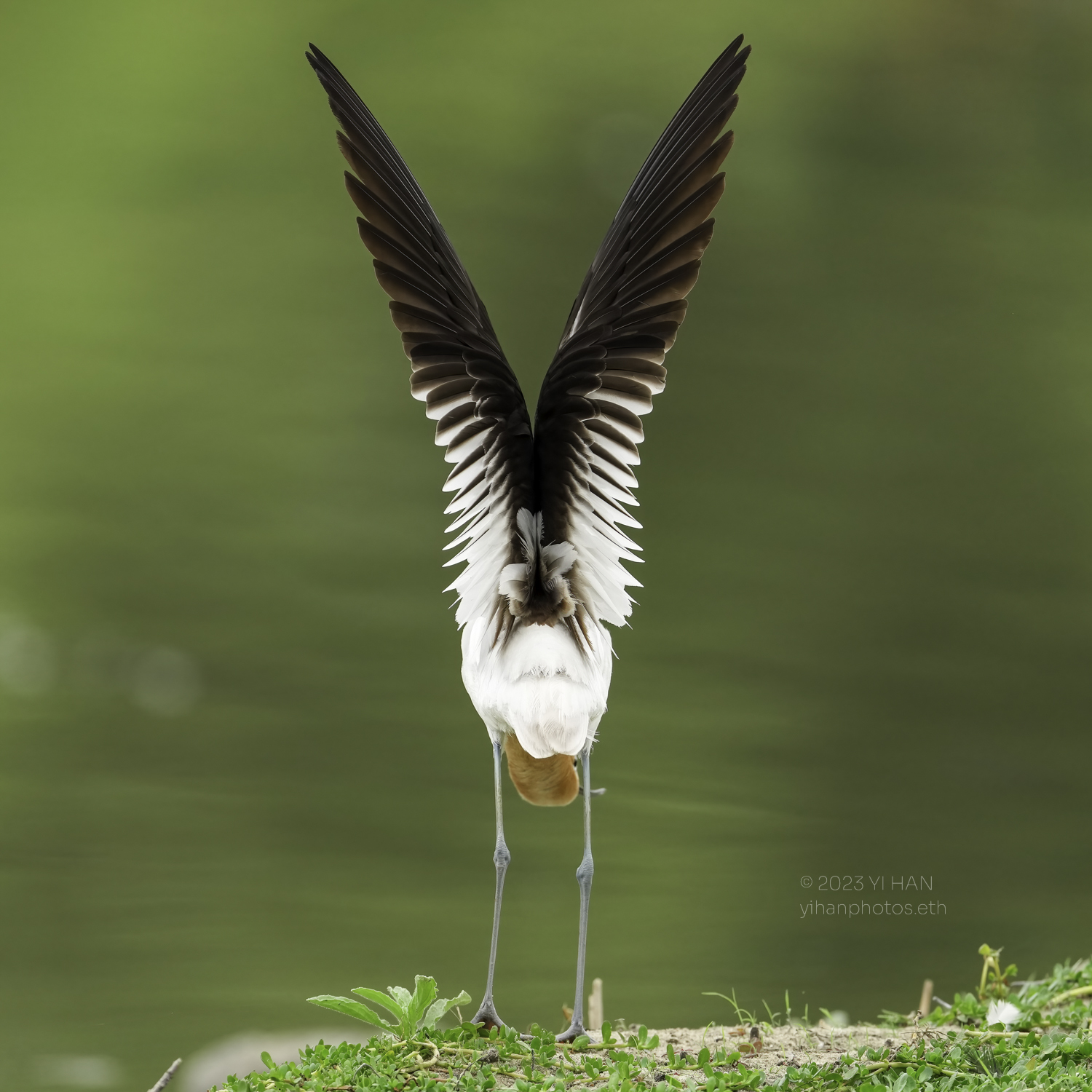 american_ avocet_1